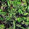  Euphorbia Extract